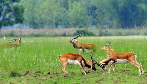 Koshi Tappu Wildlife Reserve